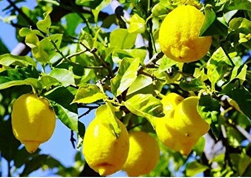 Gandhraj Lemon