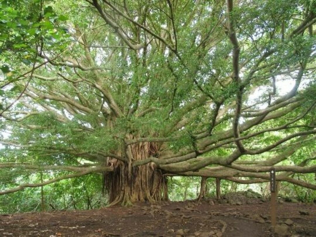 World Largest Banyan Tree