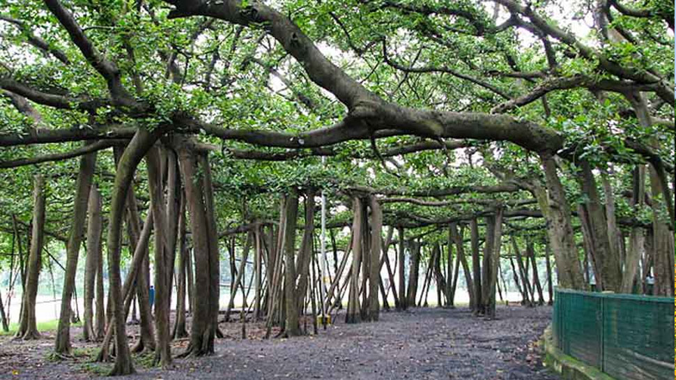 World Largest Banyan Tree