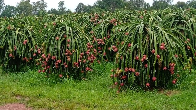 Dragon Fruit Farming