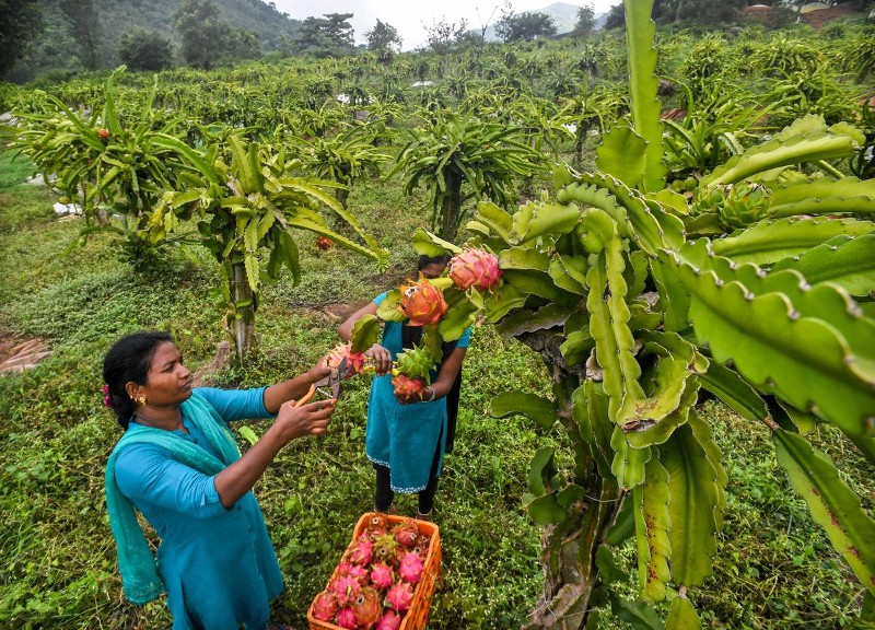 Dragon Fruit Farming