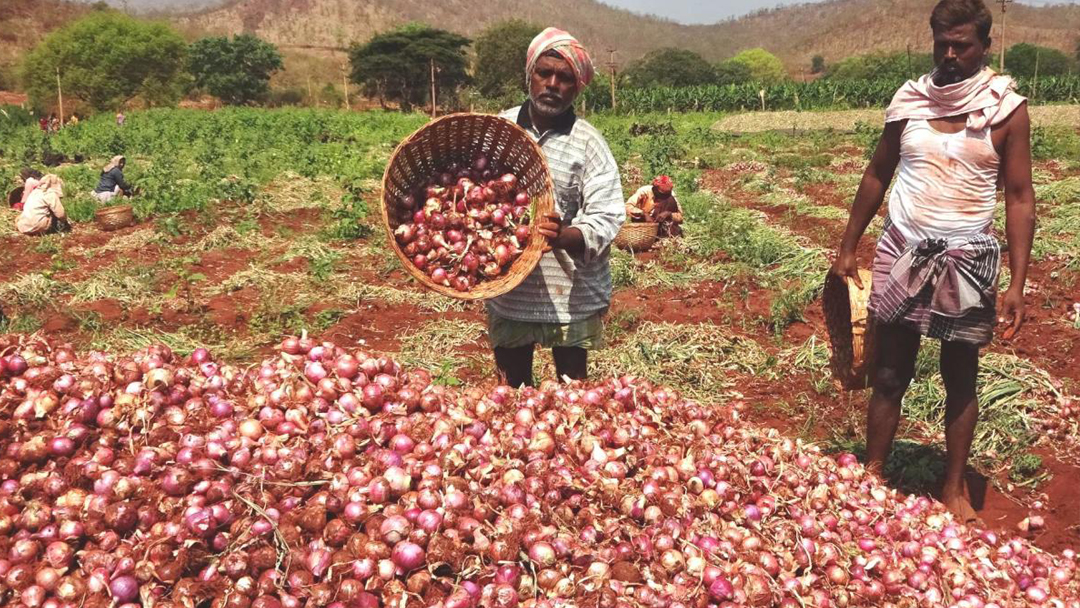 Subsidy on onion farming bihar