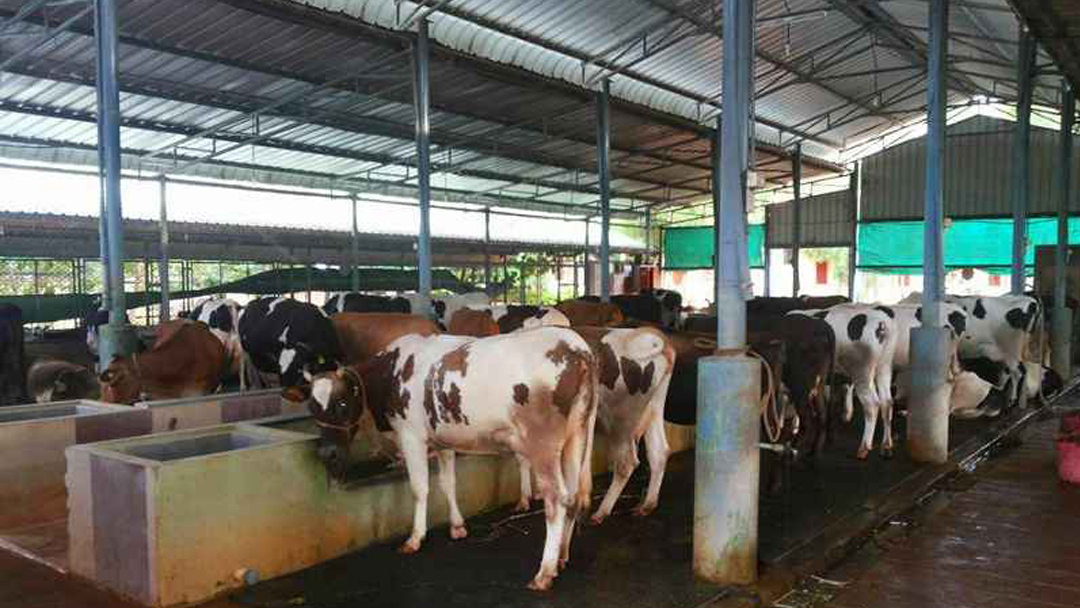 Cow scheme in biha