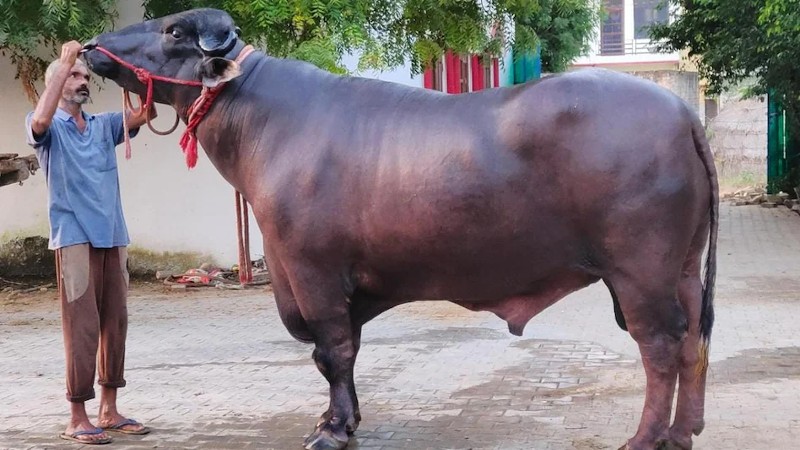 10 Crore Buffalo Golu