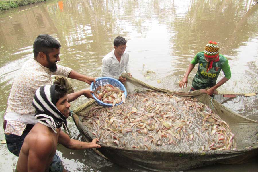 Fish Farming Subsidy By Bihar Government