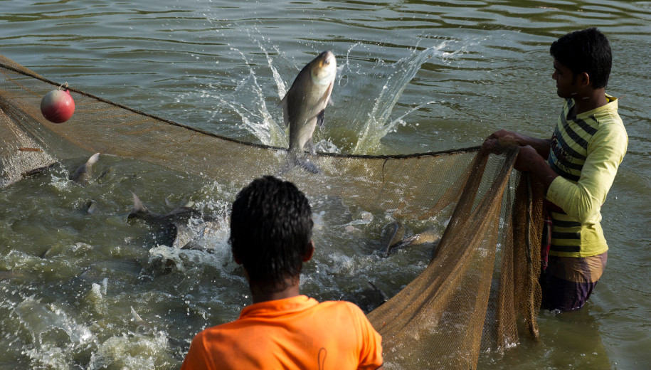 Fish Farming Subsidy  