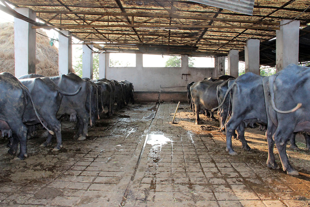 Dairy farm in Bihar