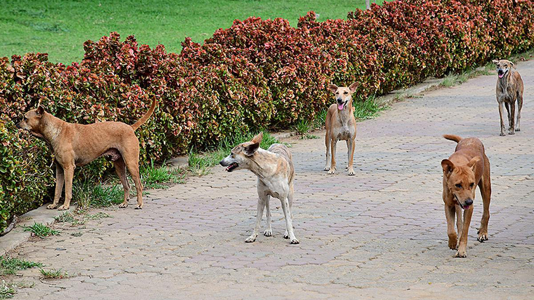 Tamil Nadu Mulls inserting Microchips in Stray Dogs