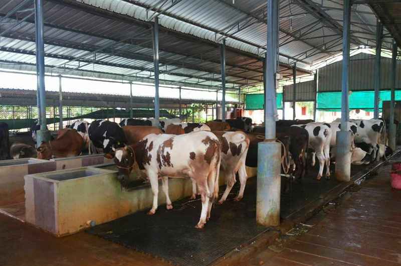 Dairy farm in Bihar