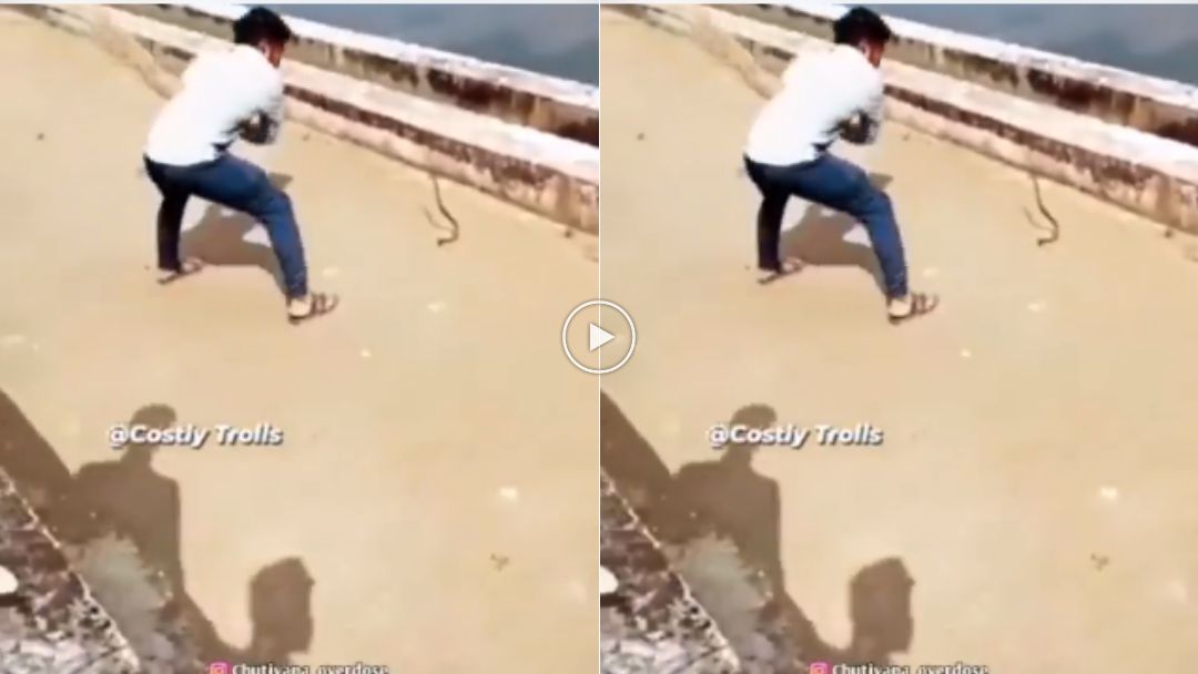 Snake Viral Video On Internet