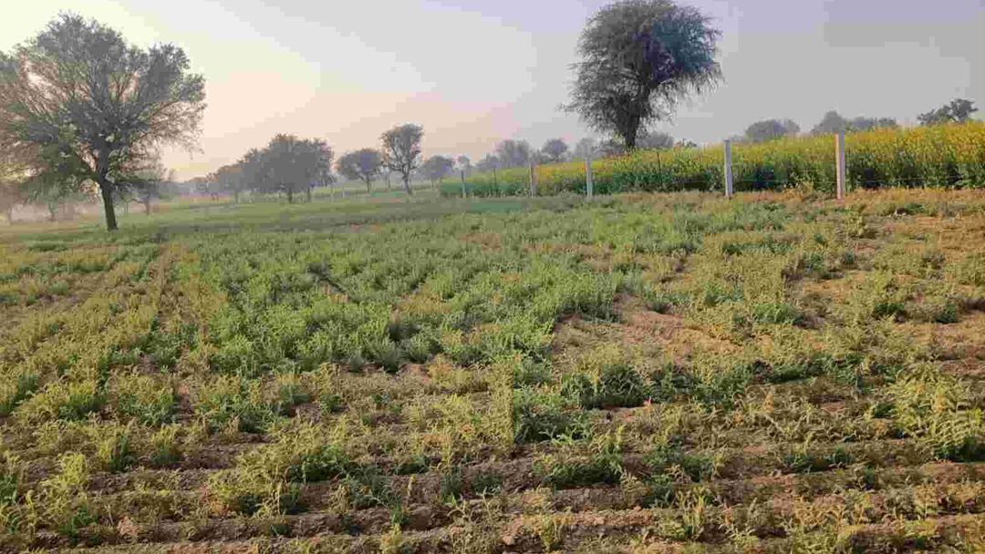 Government Compensate Farmers For Crop Damage