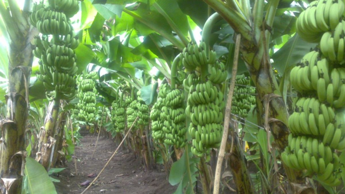 Bihar government banana farming
