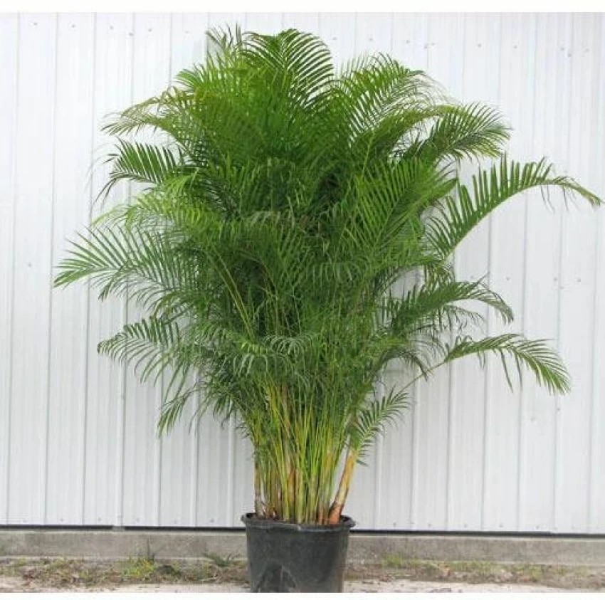 rabar plant