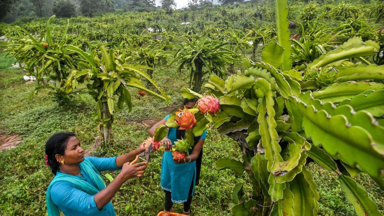 Dragon fruit farming in Bihar